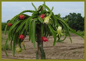 Fascinating Facts About Edible Cactus Fruits Captivating Gardeners Worldwide - image 0