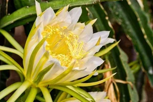Fascinating Facts About Edible Cactus Fruits Captivating Gardeners Worldwide - image 1