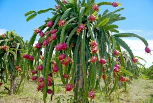 Fascinating Facts About Edible Cactus Fruits Captivating Gardeners Worldwide - image 8