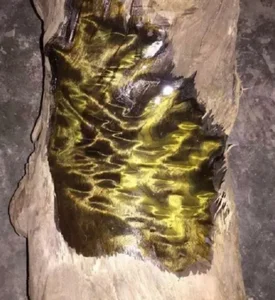 The Secrets of Golden Phoebe Wood: The Ancient Chinese Imperial Timber - image 2