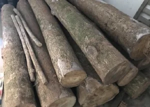 The Secrets of Golden Phoebe Wood: The Ancient Chinese Imperial Timber - image 7