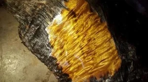 The Secrets of Golden Phoebe Wood: The Ancient Chinese Imperial Timber - image 6