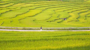 Discovering the Golden Harvest Season in Pu Luong This June - image 5