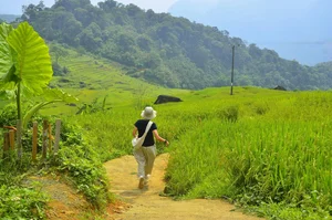 Discovering the Golden Harvest Season in Pu Luong This June - image 0