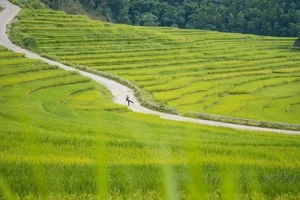 Discovering the Golden Harvest Season in Pu Luong This June - image 8