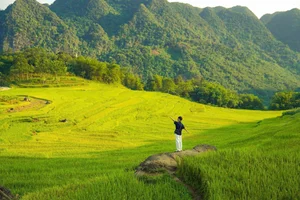 Discovering the Golden Harvest Season in Pu Luong This June - image 4