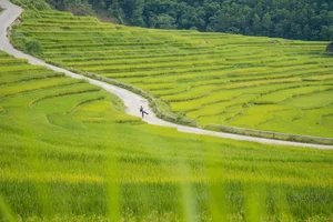 Discovering the Golden Harvest Season in Pu Luong This June - image 7