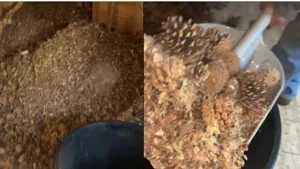Homeowner Discovers Incredible Hidden Treasure While Renovating an Old House: A Historical Find - image 3