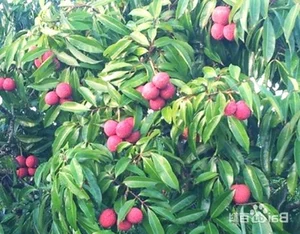 Why Are These Chinese Lychees Priced at 700,000 VND per Kilogram? - image 3