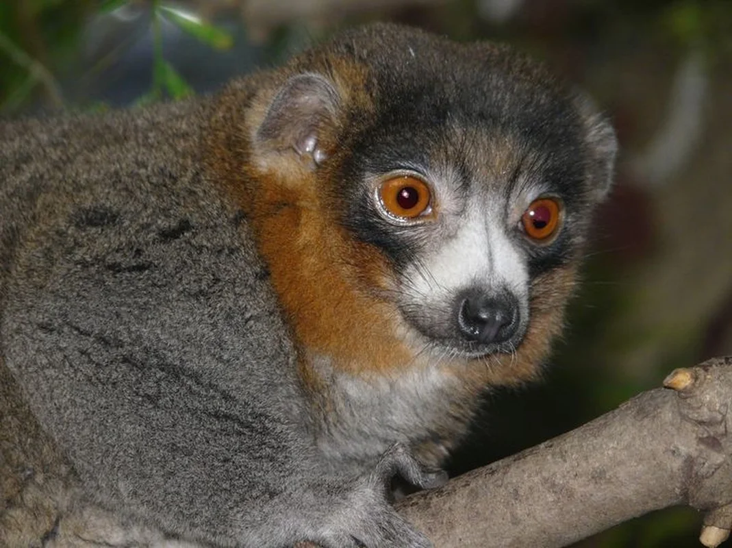 15 Fascinating Facts You Didn't Know About Madagascar Lemurs