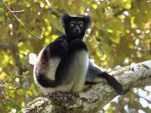 15 Fascinating Facts You Didn't Know About Madagascar Lemurs - image 7