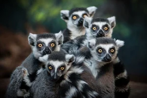 15 Fascinating Facts You Didn't Know About Madagascar Lemurs - image 12