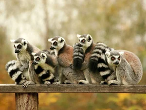 15 Fascinating Facts You Didn't Know About Madagascar Lemurs - image 4
