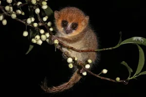 15 Fascinating Facts You Didn't Know About Madagascar Lemurs - image 5