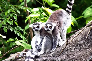 15 Fascinating Facts You Didn't Know About Madagascar Lemurs - image 11