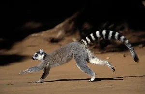 15 Fascinating Facts You Didn't Know About Madagascar Lemurs - image 13