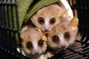 15 Fascinating Facts You Didn't Know About Madagascar Lemurs - image 9