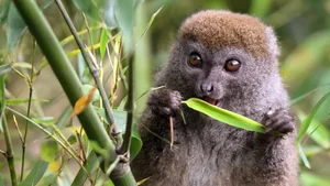 15 Fascinating Facts You Didn't Know About Madagascar Lemurs - image 2