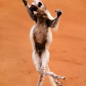 15 Fascinating Facts You Didn't Know About Madagascar Lemurs - image 8