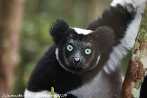 15 Fascinating Facts You Didn't Know About Madagascar Lemurs - image 1