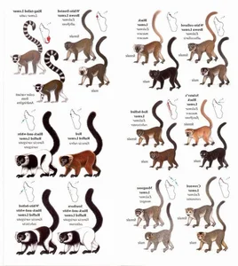 15 Fascinating Facts You Didn't Know About Madagascar Lemurs - image 3