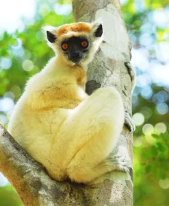15 Fascinating Facts You Didn't Know About Madagascar Lemurs - image 6
