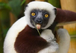 15 Fascinating Facts You Didn't Know About Madagascar Lemurs - image 10