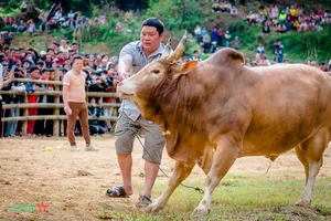 Experience the Vibrant Traditional Bull Fighting Festival in Bao Lam, Cao Bang - image 9