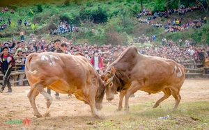Experience the Vibrant Traditional Bull Fighting Festival in Bao Lam, Cao Bang - image 4