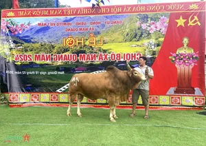 Experience the Vibrant Traditional Bull Fighting Festival in Bao Lam, Cao Bang - image 7