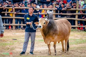 Experience the Vibrant Traditional Bull Fighting Festival in Bao Lam, Cao Bang - image 8
