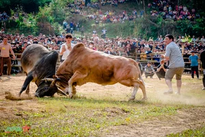 Experience the Vibrant Traditional Bull Fighting Festival in Bao Lam, Cao Bang - image 3