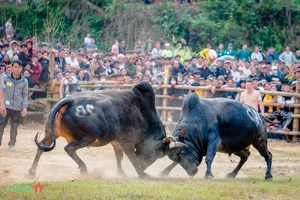 Experience the Vibrant Traditional Bull Fighting Festival in Bao Lam, Cao Bang - image 5