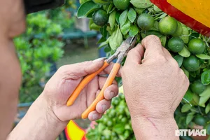 Unique Dragon-Shaped Kumquat Trees: A Masterpiece by a Hanoi Artisan for the Lunar New Year - image 4