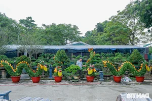 Unique Dragon-Shaped Kumquat Trees: A Masterpiece by a Hanoi Artisan for the Lunar New Year - image 6