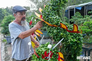 Unique Dragon-Shaped Kumquat Trees: A Masterpiece by a Hanoi Artisan for the Lunar New Year - image 0