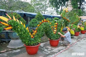 Unique Dragon-Shaped Kumquat Trees: A Masterpiece by a Hanoi Artisan for the Lunar New Year - image 1