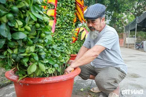 Unique Dragon-Shaped Kumquat Trees: A Masterpiece by a Hanoi Artisan for the Lunar New Year - image 7