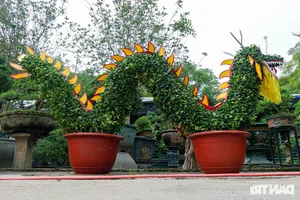 Unique Dragon-Shaped Kumquat Trees: A Masterpiece by a Hanoi Artisan for the Lunar New Year - image 8