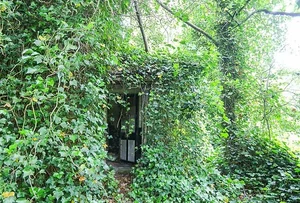 Haunting Abandoned Houses Reclaimed by Nature Over Decades - image 1