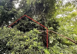 Haunting Abandoned Houses Reclaimed by Nature Over Decades - image 5