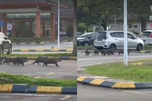 Terrifying Wildlife Encounter: Jogger Attacked by Mysterious Creature During Morning Run - image 2
