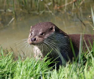 Terrifying Wildlife Encounter: Jogger Attacked by Mysterious Creature During Morning Run - image 1