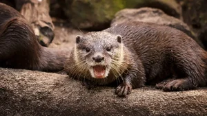Terrifying Wildlife Encounter: Jogger Attacked by Mysterious Creature During Morning Run - image 4