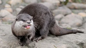 Terrifying Wildlife Encounter: Jogger Attacked by Mysterious Creature During Morning Run - image 6