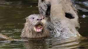 Terrifying Wildlife Encounter: Jogger Attacked by Mysterious Creature During Morning Run - image 7