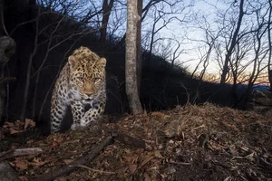 Rare and Exotic Endangered Species: Wildlife With Fewer Than 100 Individuals Left - image 4