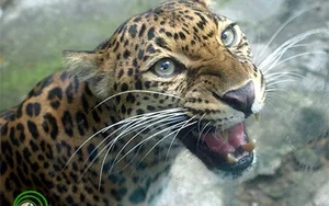 Rare and Exotic Endangered Species: Wildlife With Fewer Than 100 Individuals Left - image 2