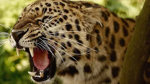 Rare and Exotic Endangered Species: Wildlife With Fewer Than 100 Individuals Left - image 8