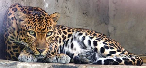 Rare and Exotic Endangered Species: Wildlife With Fewer Than 100 Individuals Left - image 1